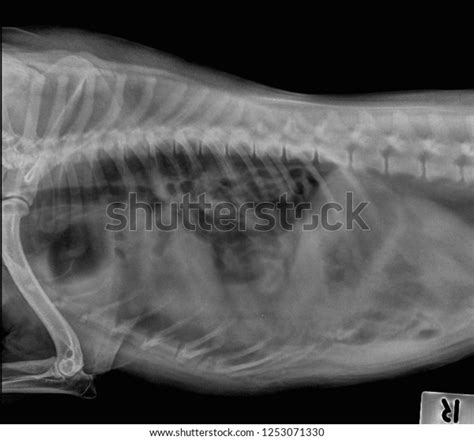 X Ray Diaphragmatic Hernia Cat Side Stock Photo 1253071330 Shutterstock