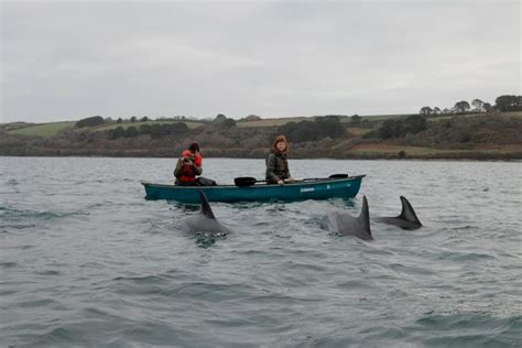 Huge Pod Of Dolphins Spotted Up Close By Kayakers Around Falmouth Bay