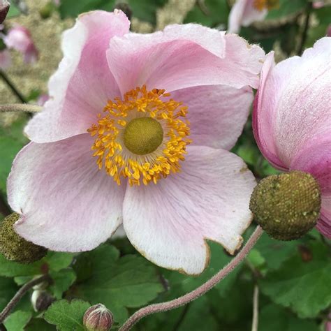 We did not find results for: Buy Japanese anemone Anemone × hybrida 'September Charm ...