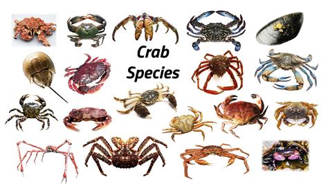 Crustacean Species Fun List Of Crab Species Leo And Lia Story Tv