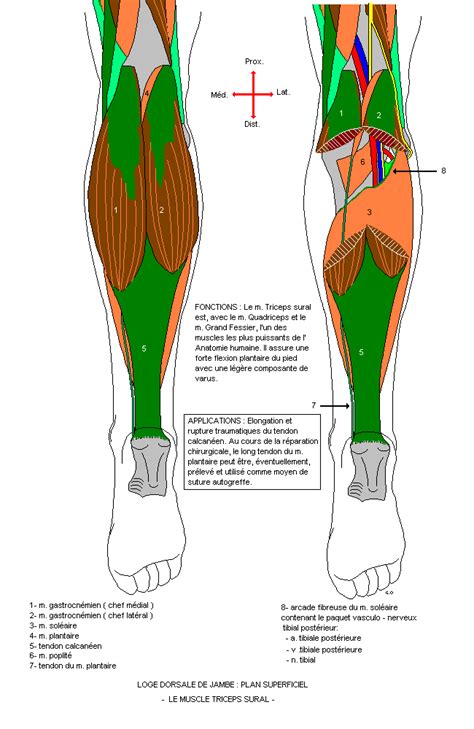 Jambe Loge Dorsale Plan Superficiel Triceps Sural