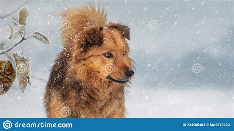 Big Fluffy Dog In Winter In The Garden During A Snowfall Stock Image