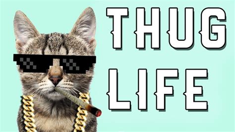 Cat Thug Life Funny Cat Thug Life Compilation 1 Funny Cats Thug