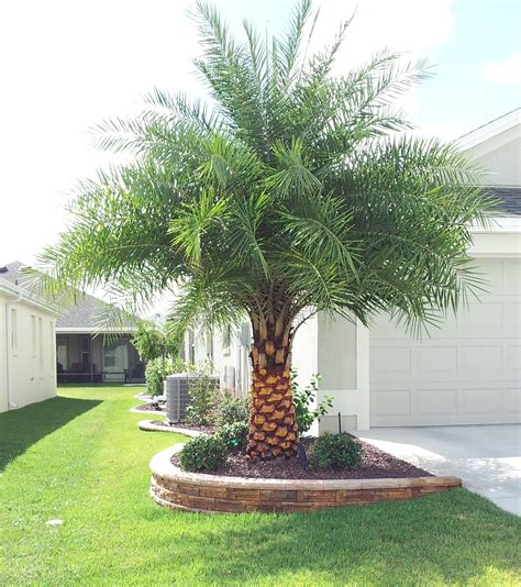 Landscaping With Palm Tree Ideas Palmtree