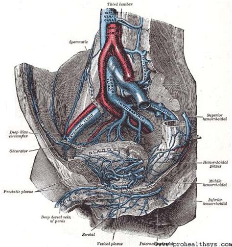 Veins Of The Lower Extremity Abdomen And Pelvis Prohealthsys