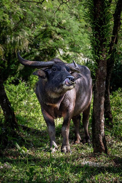 Curious Carabao Photograph By Brian Anderson Fine Art America