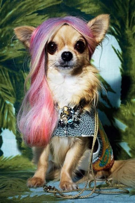 40 Insanely Funny Pictures Of Pets Wearing Wigs