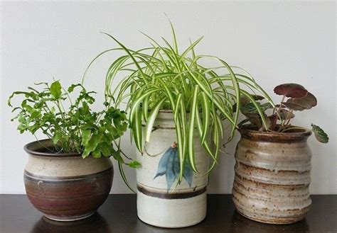 Planting bulbs in pots allows each plant to be grown in the best conditions for its individual requirements. Upcycled Ceramic Jars To Plant Pots · How To Make A Vase ...
