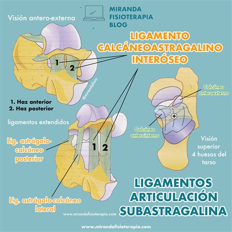 ligamentos de la articulación subastragalina Articulacion Fisiología