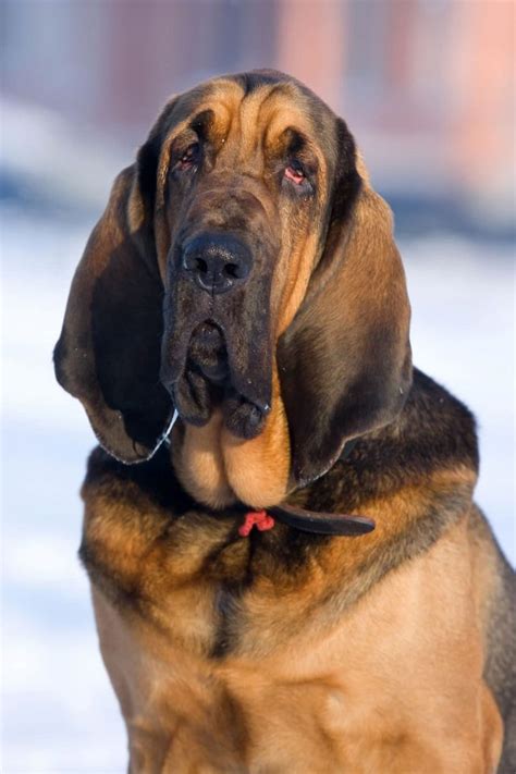 Droopy Dog 10 Cute Droopy Face Dog Breeds Bsb