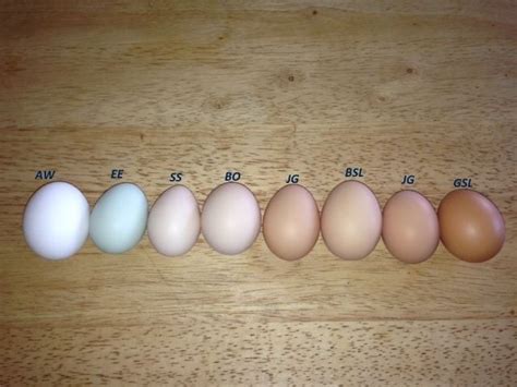 What Color Eggs Does Your Chicken Lay Page 2 Backyard Chickens