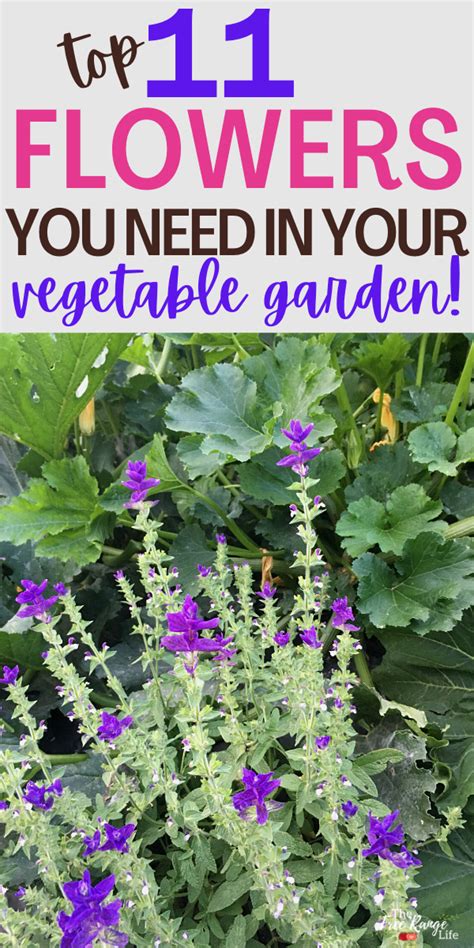 11 Best Flowers For Your Vegetable Garden Garden Companion Planting