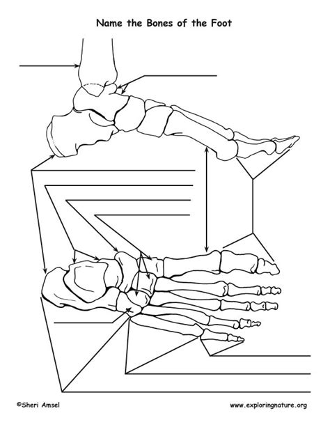 Bones Of The Foot Labeling Page Exploring Nature Educational Resource