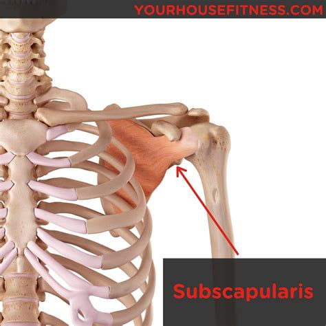 Muscle Breakdown Subscapularis