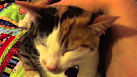 Love Is A Cuddle With A Cat Youtube