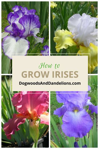 How To Grow Irises Iris Flowers Garden Growing Irises Iris Flowers