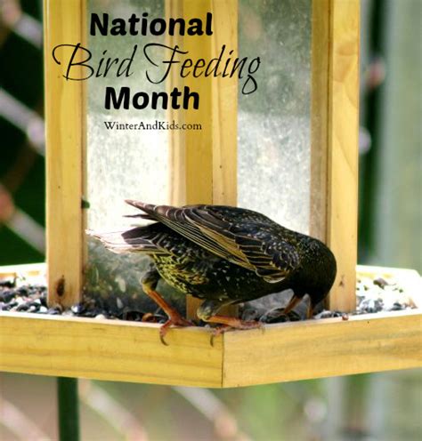 National Bird Feeding Month Bird Feeders Bird Feeding