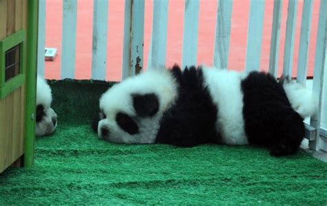 These Chow Dogs In China Were Made To Look Like Pandas Metro News