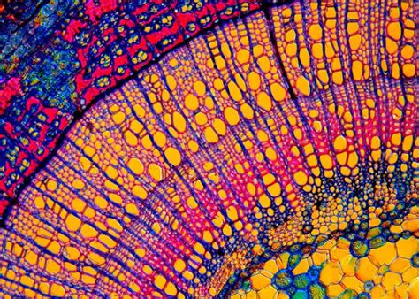 Microscopy Microscopic Photography Biology Art Cell Art