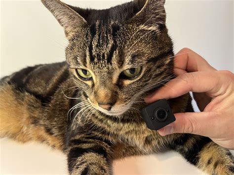 Top 5 Best Cat Collar Cameras In 2024 Technomeow