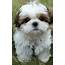 Is A Shih Tzu Dog The Right Breed For You  Pets Dialogue