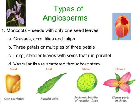 Angiosperm Gymnosperm The Differences Between Angiosperms And