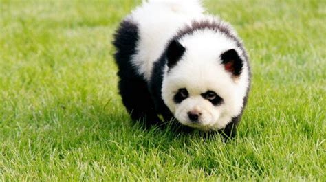Panda Dogs Are Dogs That Look Like Pandas Photos Huffpost Canada Life