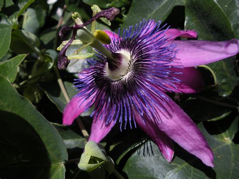 Fileviolet Passion Flower