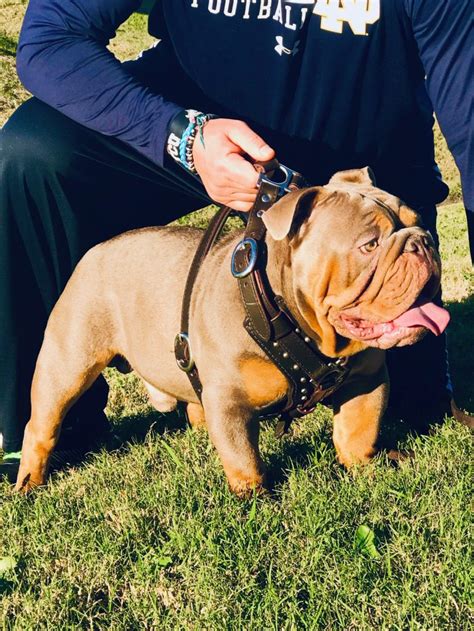 A merle english bulldog is simply an english bulldog that comes in a particular colour type called merle. Adult Bulldogs - Planet Merle English Bulldogs - Home of ...