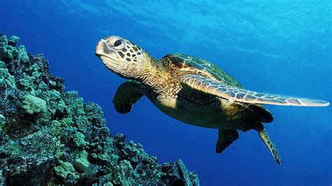 Free Download Green Sea Turtle Hd Wallpaper Creative Pics 1920x1080
