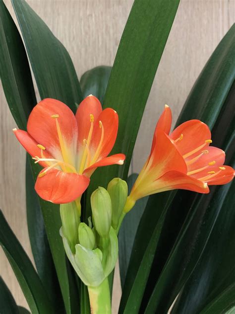 Our Care Guide For Clivia Natalbush Lilies