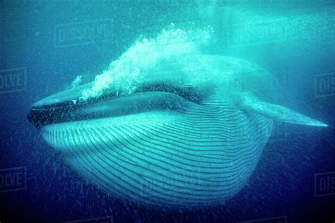 Blue Whale Balaenoptera Musculus Underwater Coronado Islands Baja