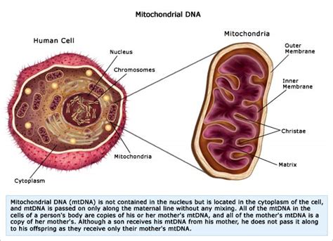 The mitochondrial genome is vital for caenorhabditis elegans metabolism, physiology, and development. genetics - Father with mutated mtDNA- why isn't his ...