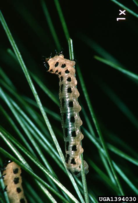 White Pine Sawfly Neodiprion Pinetum