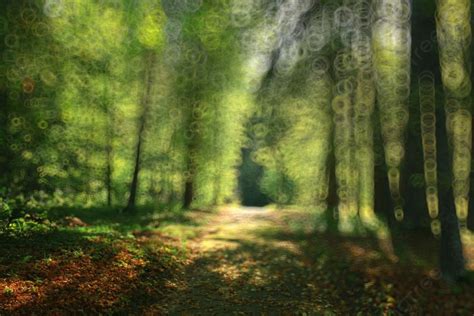 2255 Blurred Forest Photos Pictures And Background Images For Free
