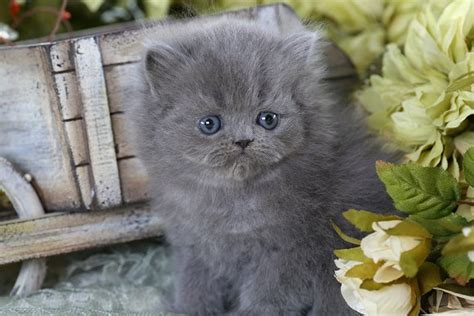 Blue Persian Kittens Photo Galleryultra Rare Persian Kittens For Sale