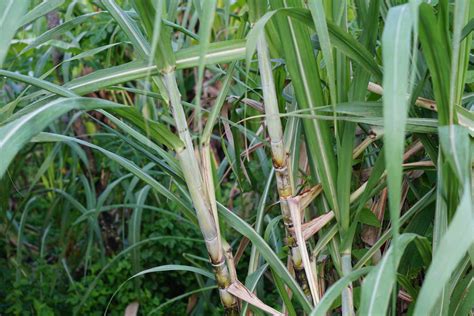 How To Grow And Care For Sugar Cane