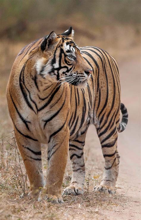 Beautiful Cats Animals Beautiful Cute Animals Tiger Pictures Animal