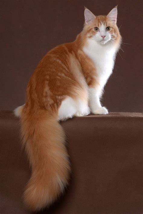 Orange Maine Coon Facts Without The Waffle Petskb