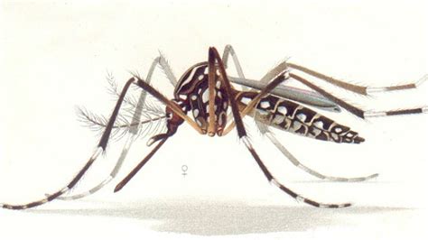 Mutant Mosquitoes Deployed To Stop Zika Dengue The Scientist Magazine®