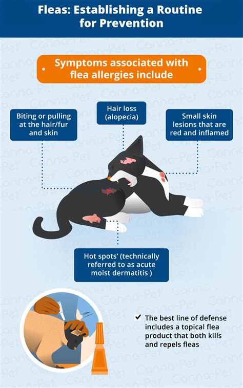 Food allergies in felines can cause several symptoms which include: Cat Skin Conditions & Natural Remedies | Canna-Pet