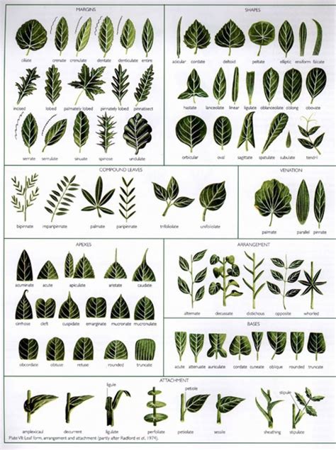 Leaf Morphology Piante Illustrazione Botanica Botanica