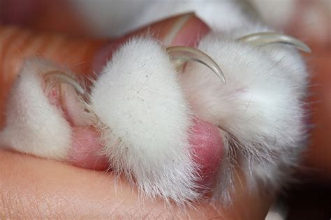 In order to encourage your cat to come. Trimming Your Cat's Nails: The Quick Guide to Kitty Mani ...