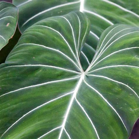 Philodendron Plant Species The Good Earth Garden Center