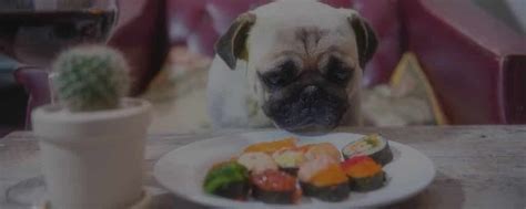 What Do Pugs Like To Eat Discover It Here Just Healthier Pugs