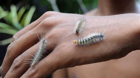 The Most Poisonous Caterpillar In The World