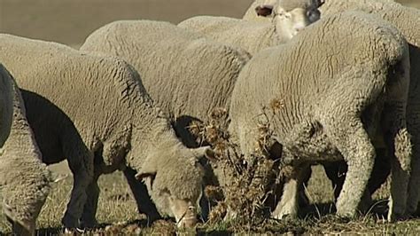 Canterbury Drought Forcing Farmers To De Stock Newshub