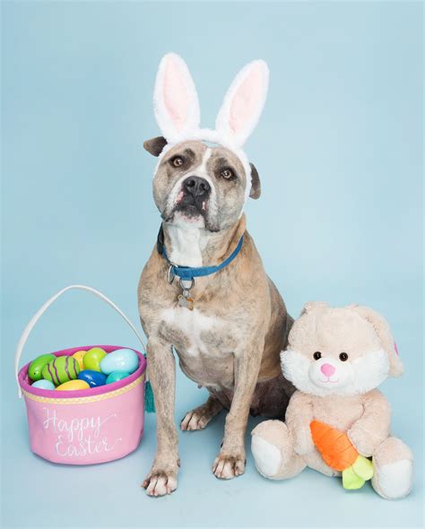 9 Photos That Prove Pit Bulls Are The New Easter Bunny