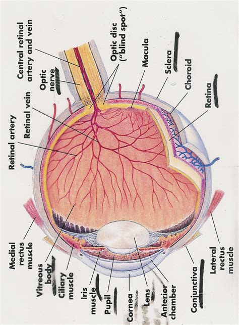 The liver has structural characteristics that are not found in any other internal organ of the human body. Eye Labeled
