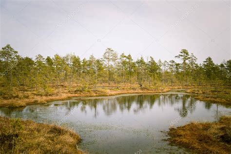 A Beautiful Early Spring Landscape Of A Marsh With A Water Ponds
